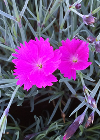 Dianthus gratianopolitanus 'Firewitch' ('Feuerhexe')